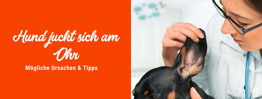 Hund juckt sich am Ohr – mögliche Ursachen & Tipps, wie du deinem Vierbeiner helfen kannst!