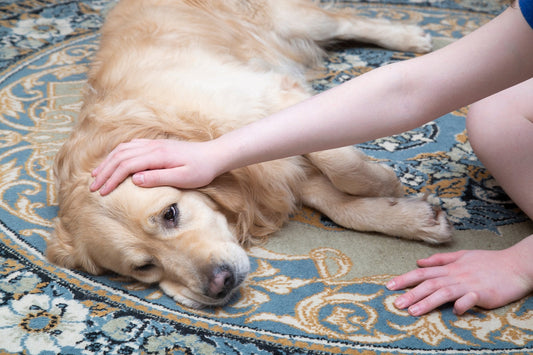 Magen-Darm-Probleme beim Hund: Ursachen, Symptome & was wirklich hilft