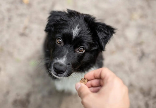 Läufigkeit bei der Hündin – natürlich, sensibel, gut begleitet 🐾