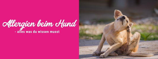 Allergien beim Hund – alles, was du wissen musst