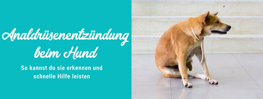 Analdrüsenentzündung beim Hund