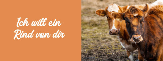 Rind aus Island für Hunde