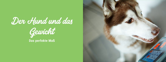 Der Hund & das Gewicht – das perfekte Maß