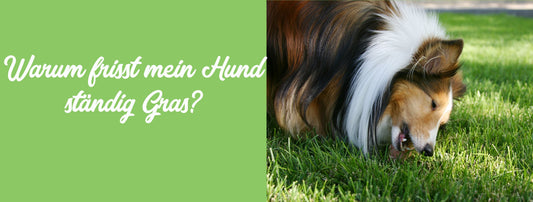 Dein Hund frisst Gras?