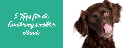 5 Tipps für die richtige Ernährung bei sensiblen Hunden