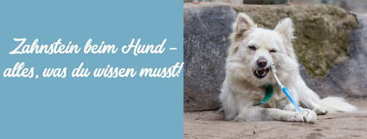 Zahnstein beim Hund – alles, was du wissen musst!
