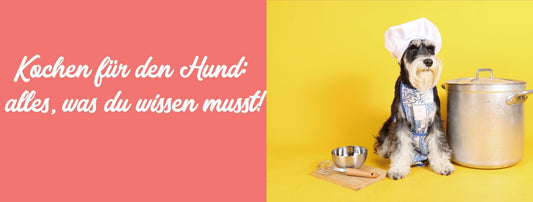 Kochen für den Hund: Alles, was du wissen musst