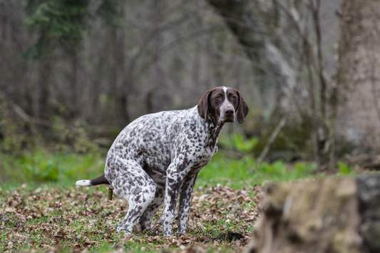 Hund macht keinen Haufen 