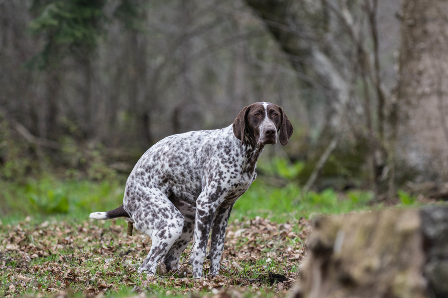 Hund macht keinen Haufen 