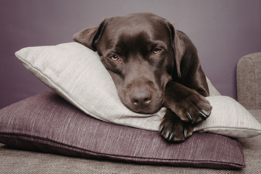 Darf ich meinem Hund Baldrian geben?