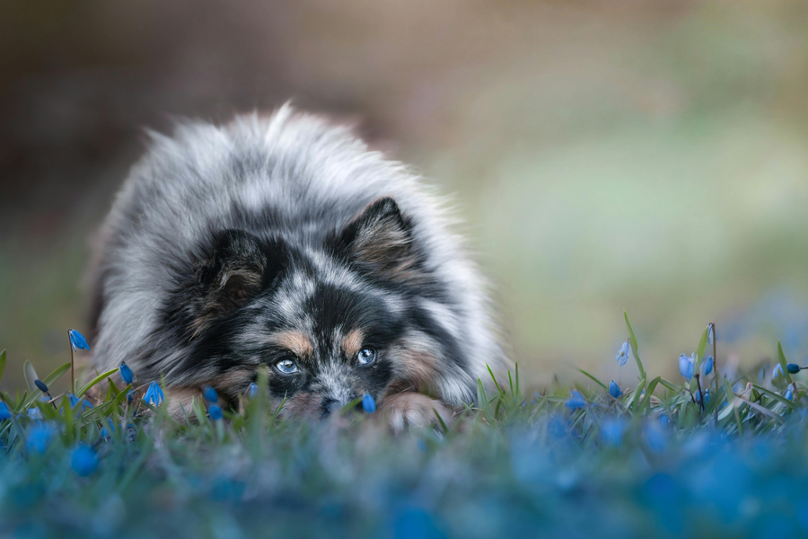 Futter für nervöse Hunde: Der ultimative Guide für mehr Gelassenheit im Napf 🐾🧘‍♂️