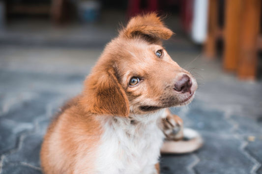 Der ultimative Guide: Grasmilben beim Hund – Fakten, Schutz und schnelle Hilfe