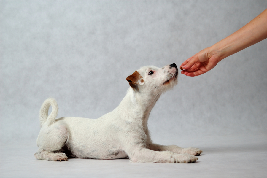 Dein Hund verweigert Futter, frisst aber Leckerlis?