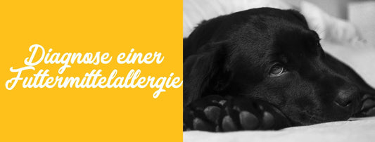 Diagnose und Behandlung einer Futtermittelallergie beim Hund