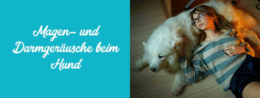 Magen- und Darmgeräusche beim Hund