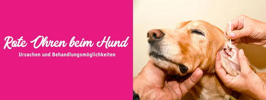Rote Ohren beim Hund: Ursachen und Behandlungsmöglichkeiten bei geröteten Hundeohren