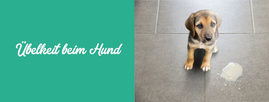 Übelkeit beim Hund