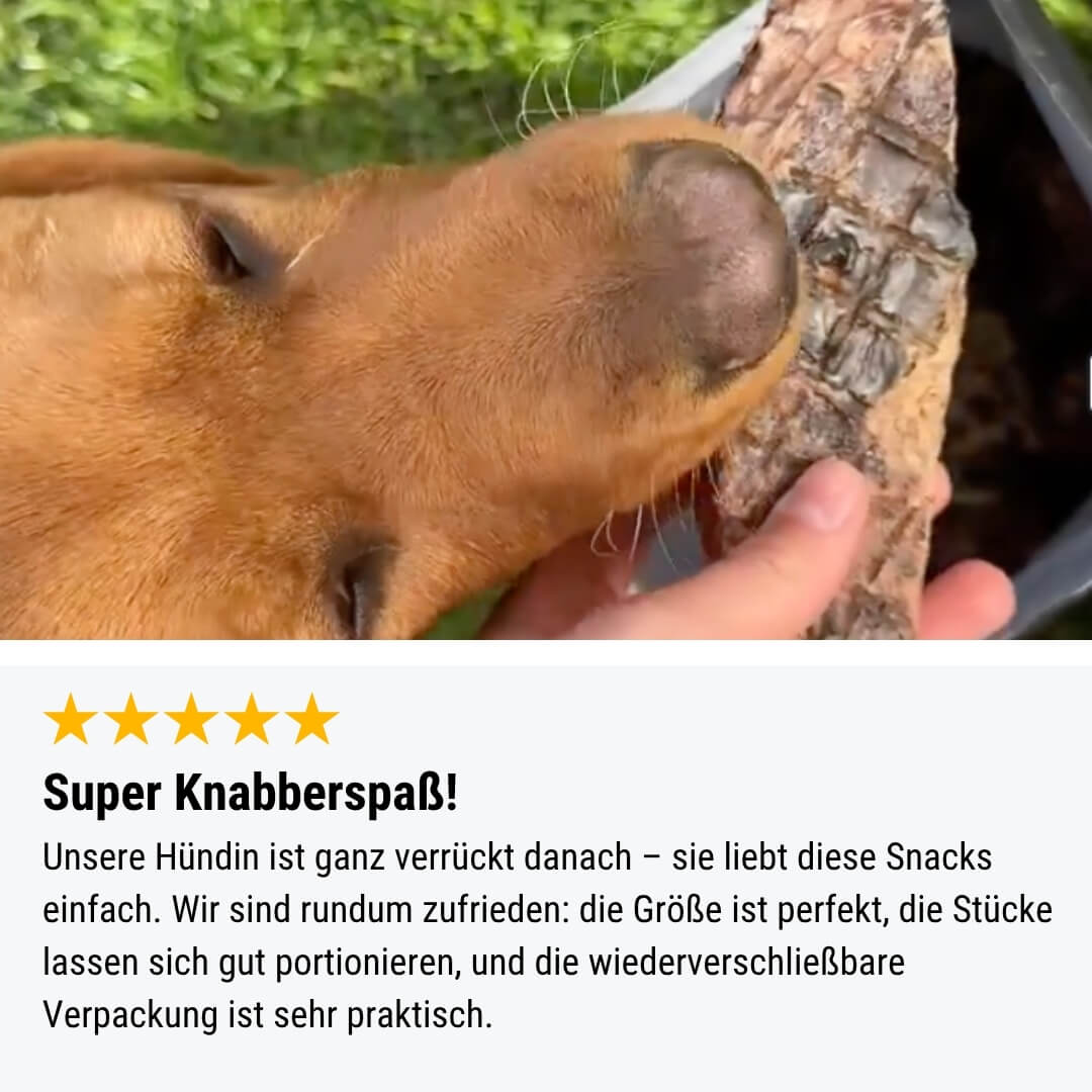 PferdAbredung zum Rumlungern