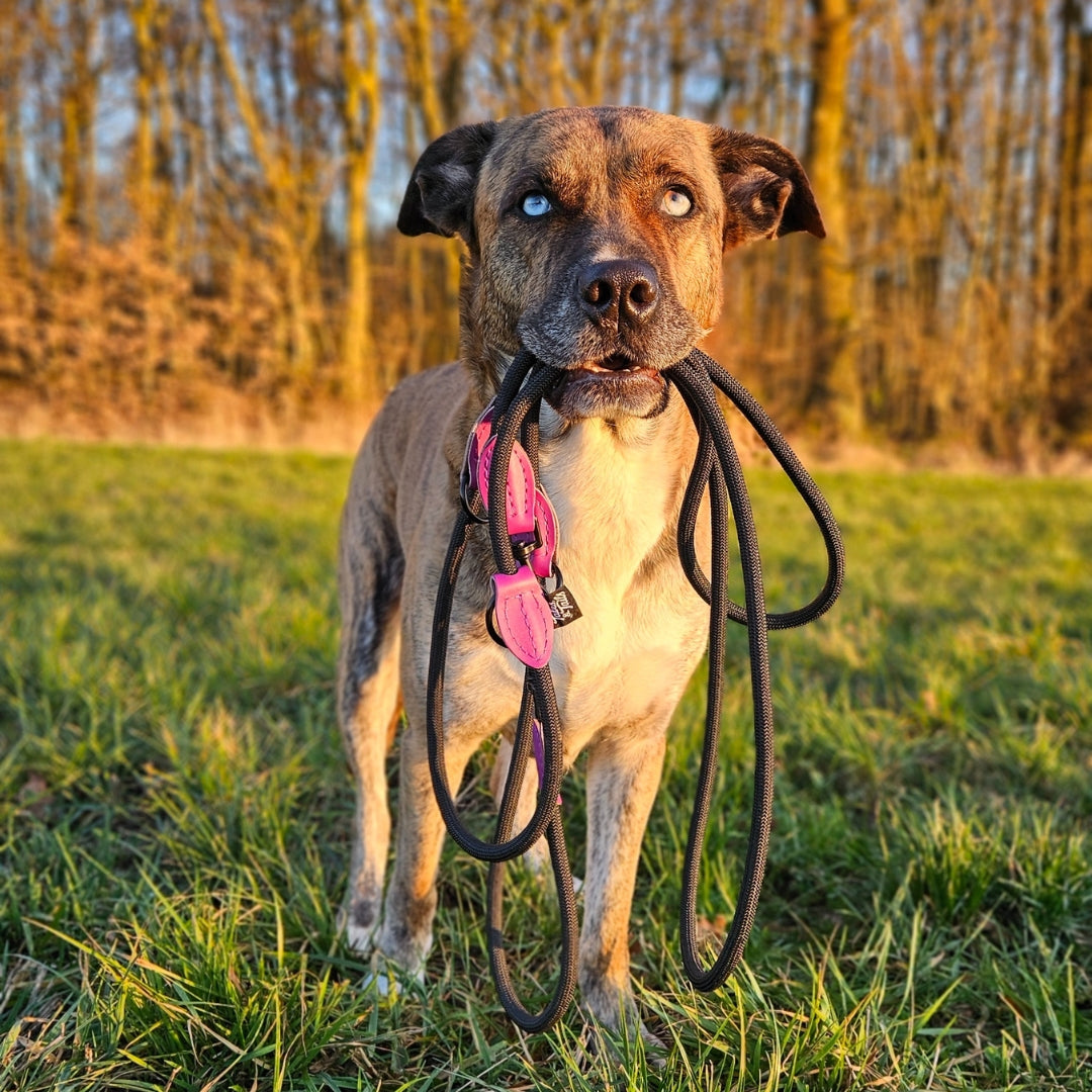 Leinen los - Führleine