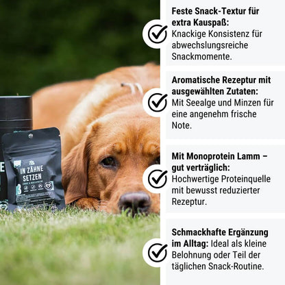 Probe - In Zähne setzen