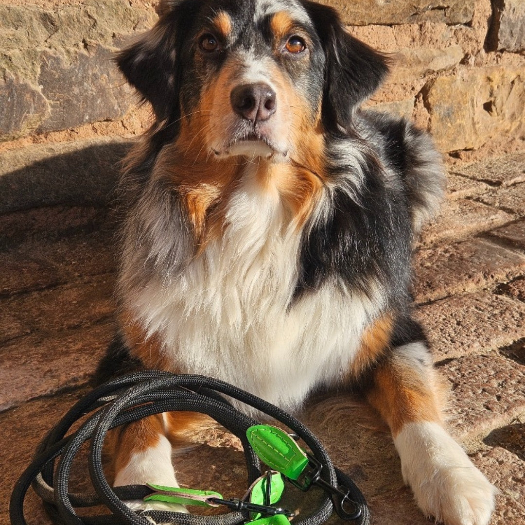 Leinen los - Führleine