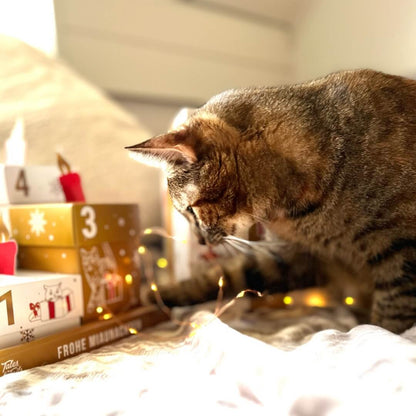 Adventskranz für Katzen