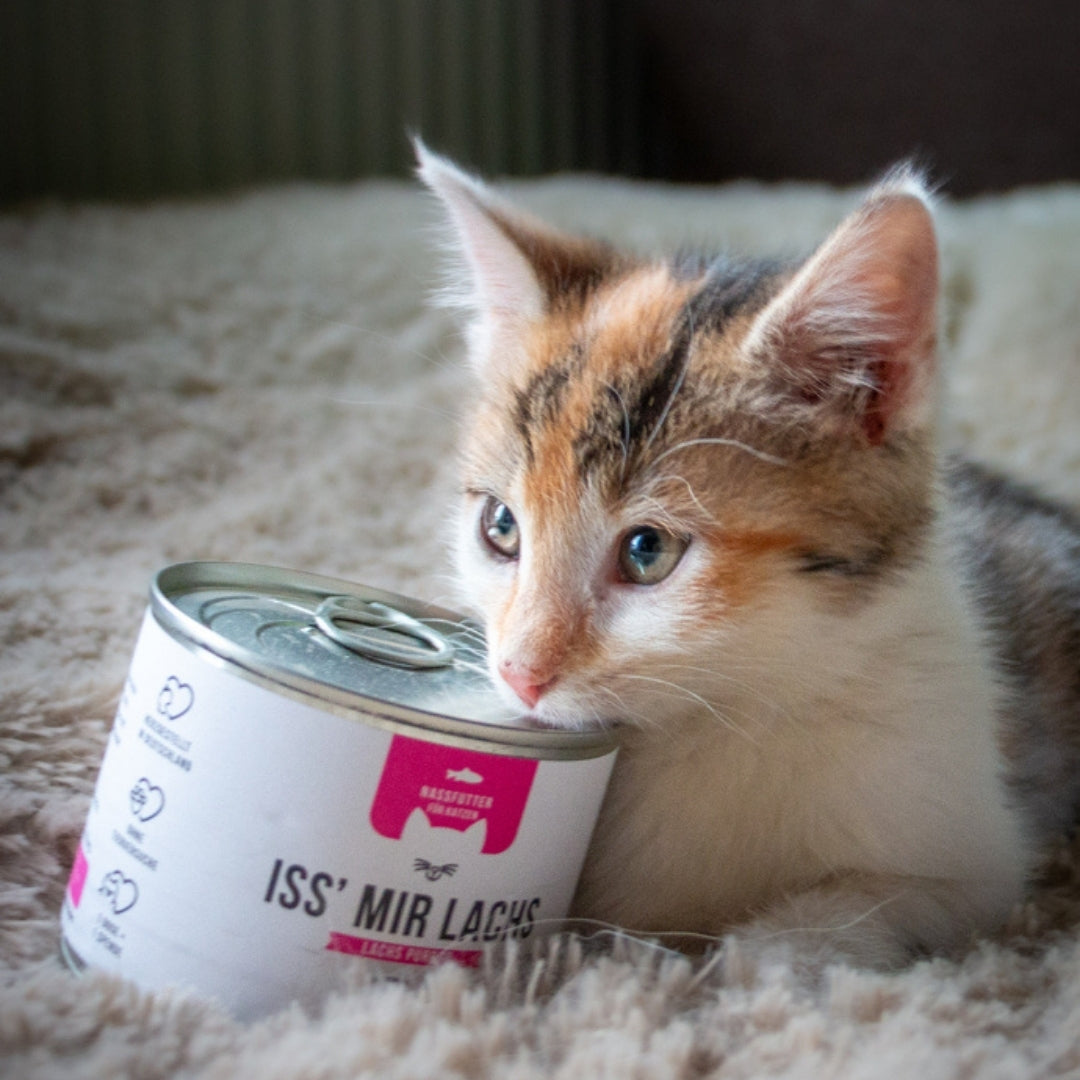 Probierpaket für Katzen mit Alleinfutter Nass und Leckerli