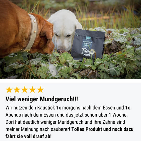 EnteLich Zähne zeigen