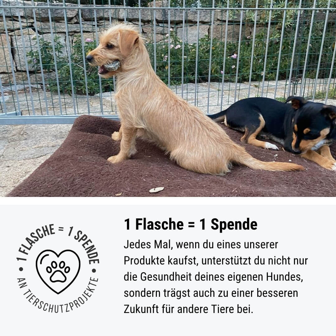 Lachsflash