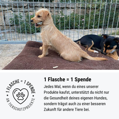 Lachsflash
