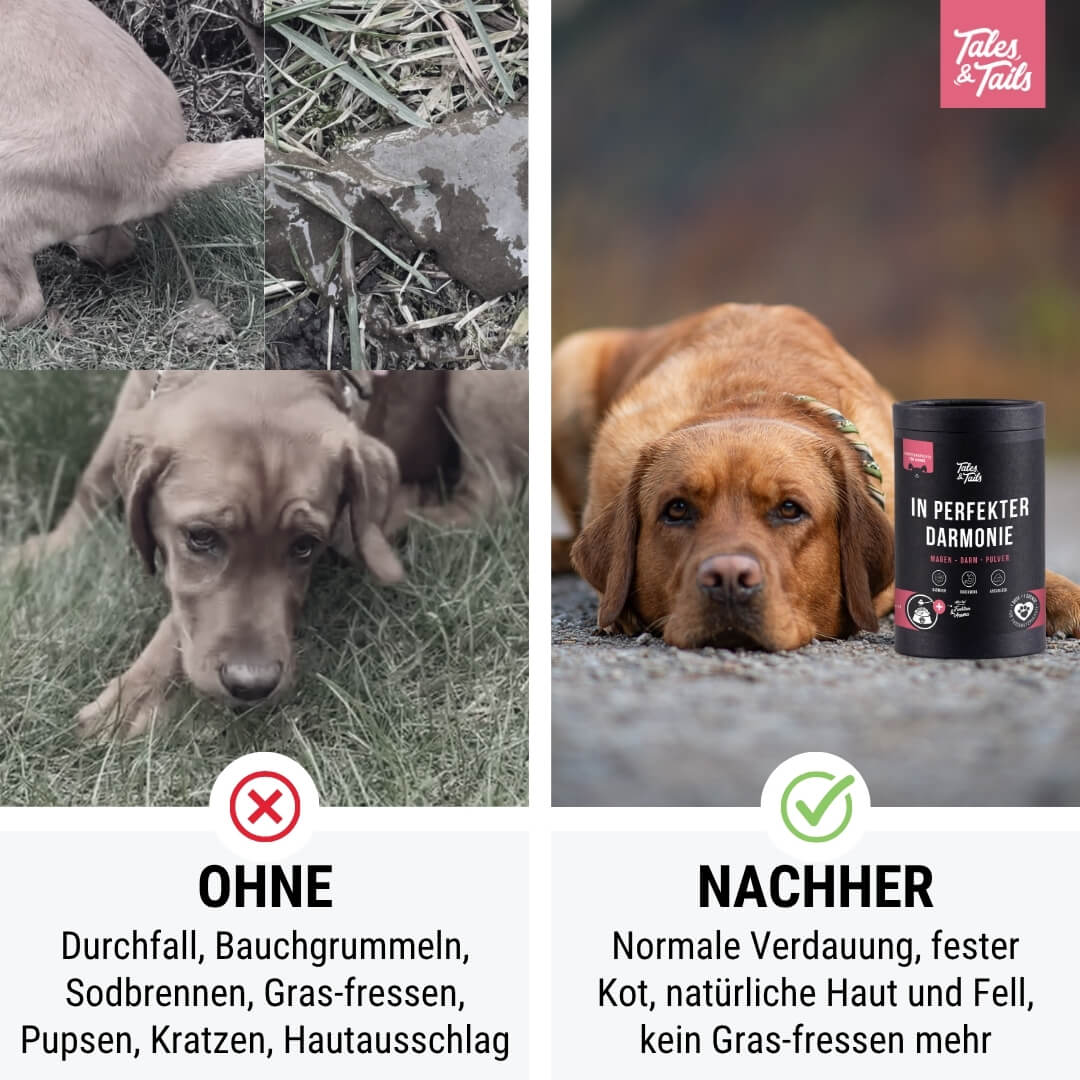 In perfekter Darmonie