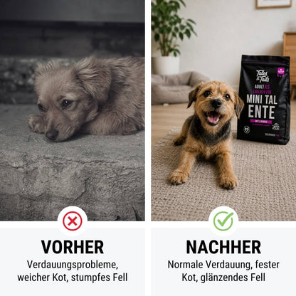 Exklusiv für Mini TalEnte