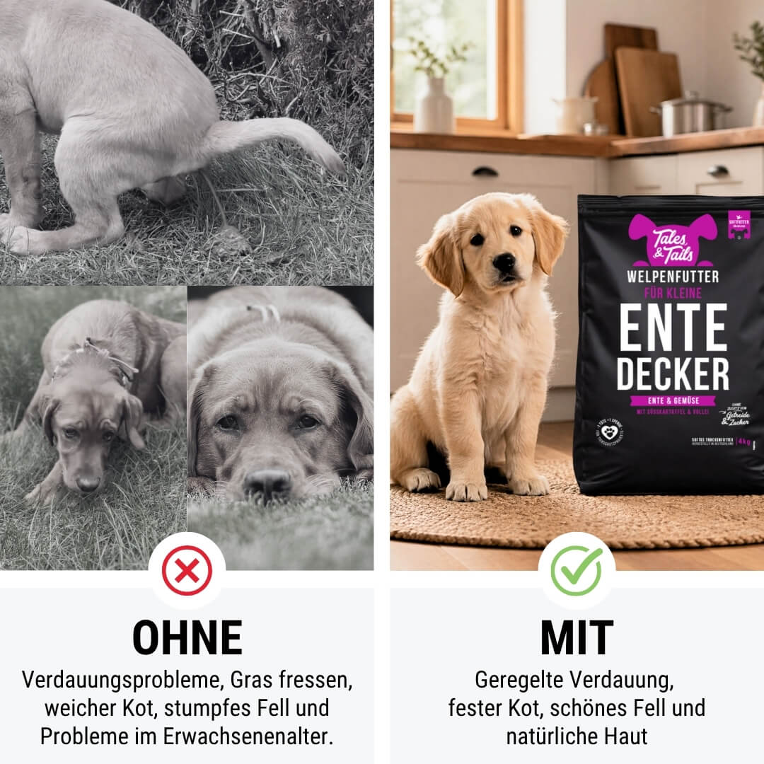 Probe Für kleine EnteDecker