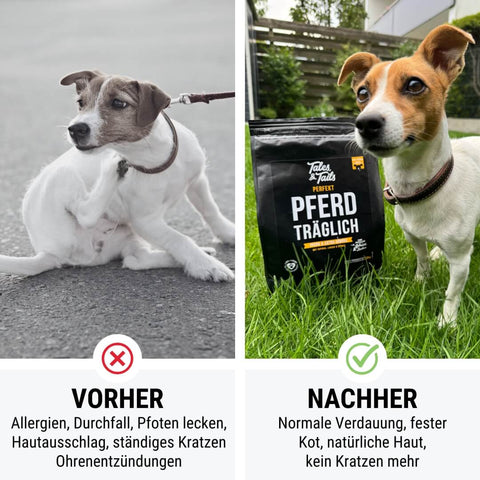 Perfekt PferdTräglich