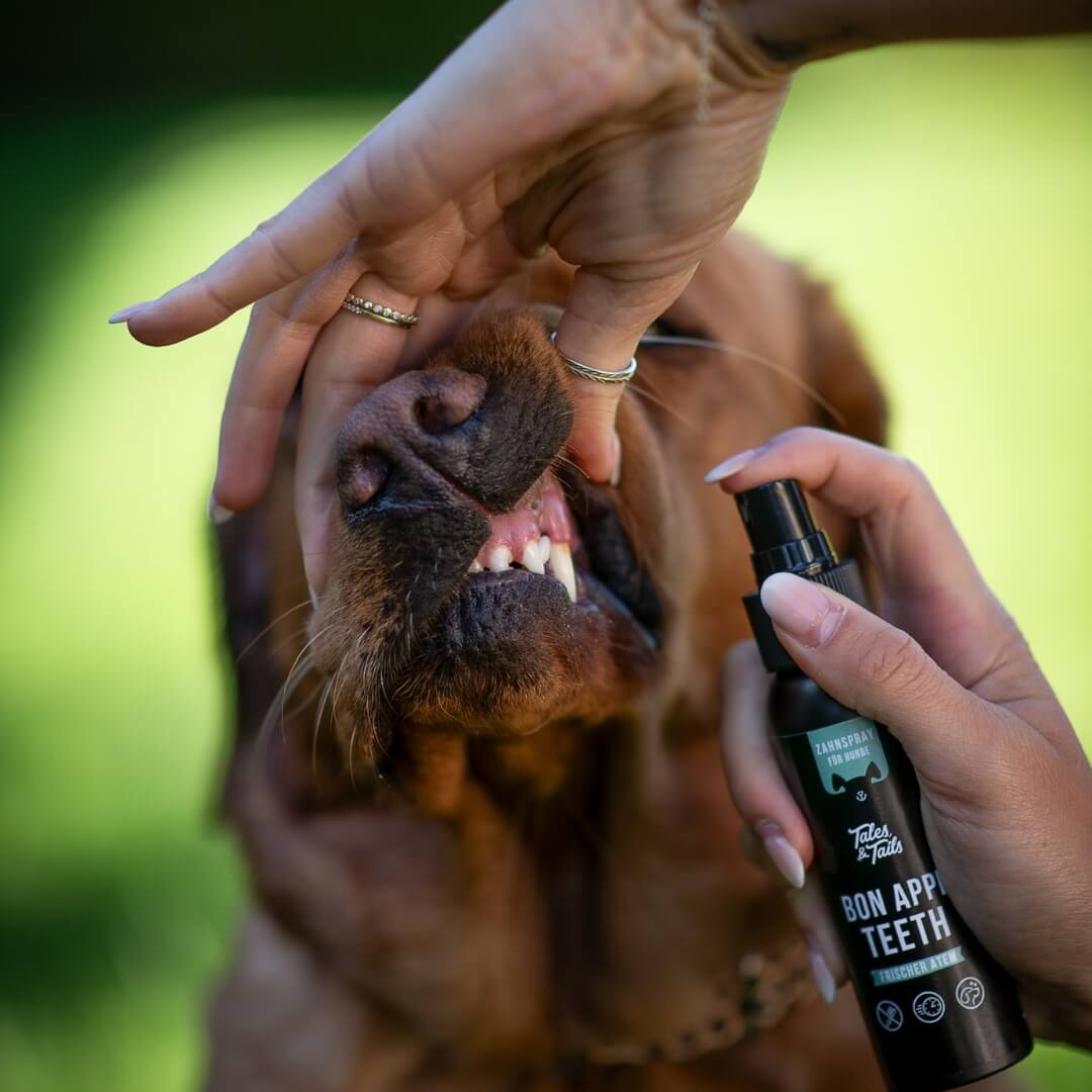 Bon AppéTeeth