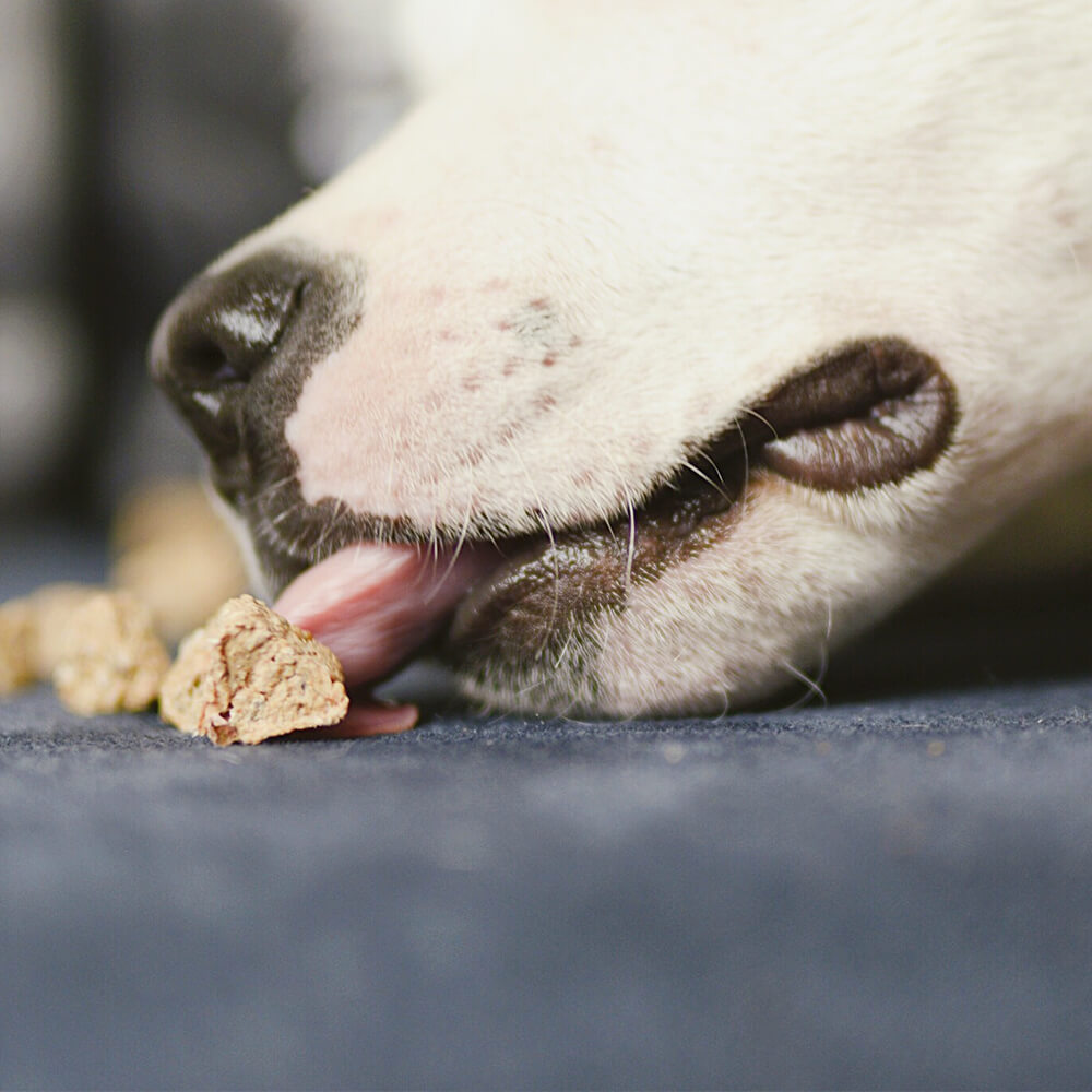 Hunde Leckerli Dorsch Fisch